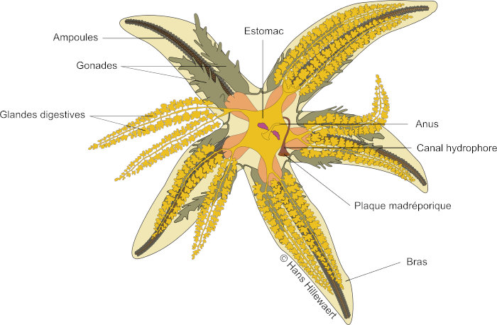 Anatomie de l'étoile de mer commune