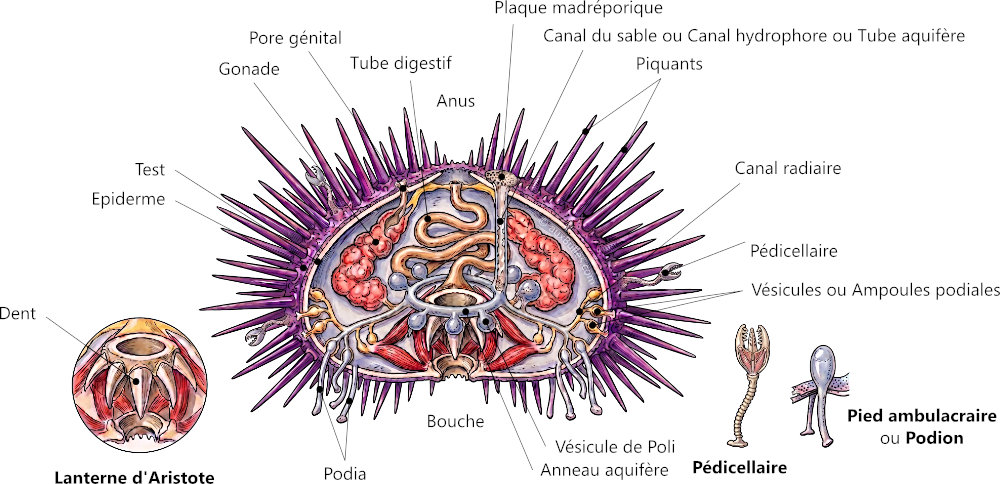 L'anatomie de l'oursin