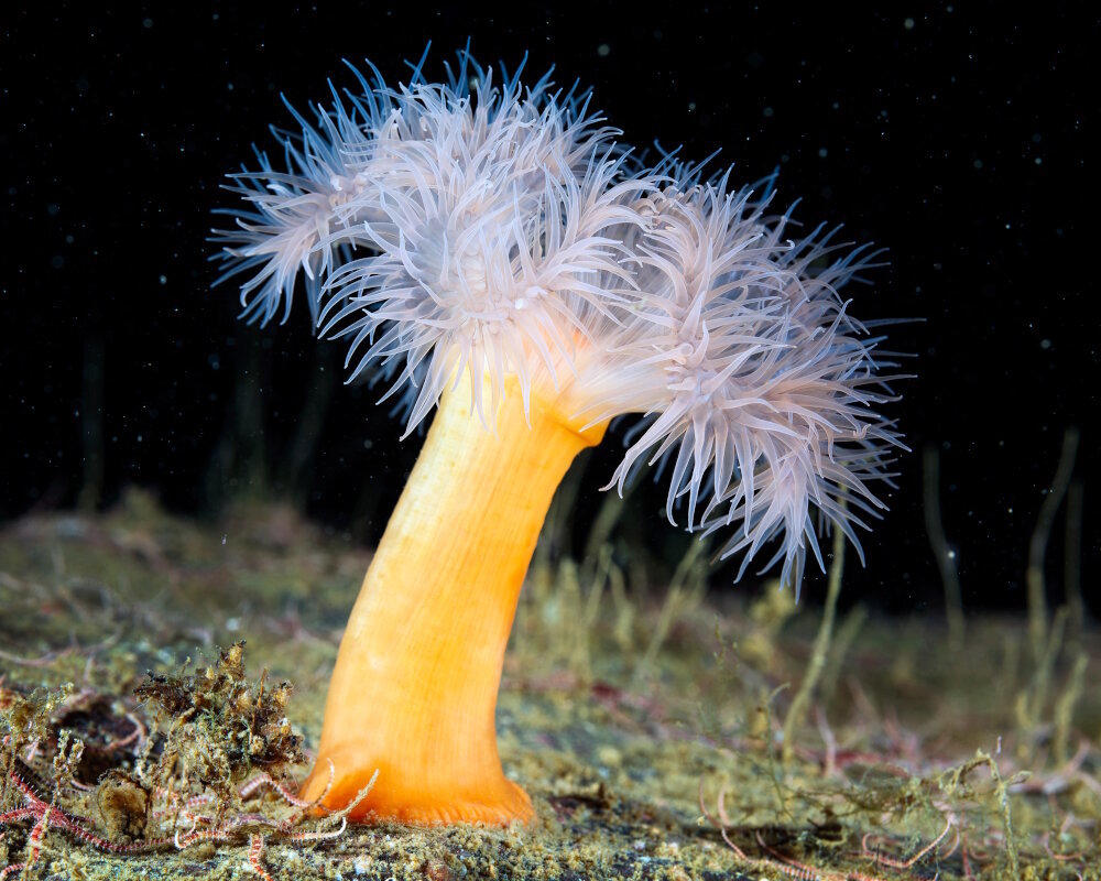 L'oeillet de mer, également appelé anémone plumeuse, est une espèce clé des écosystèmes marins tempérés et froids. Sa grande adaptabilité, sa diversité morphologique et ses stratégies de reproduction en font un organisme essentiel pour la compréhension des interactions biologiques et écologiques dans les milieux marins.