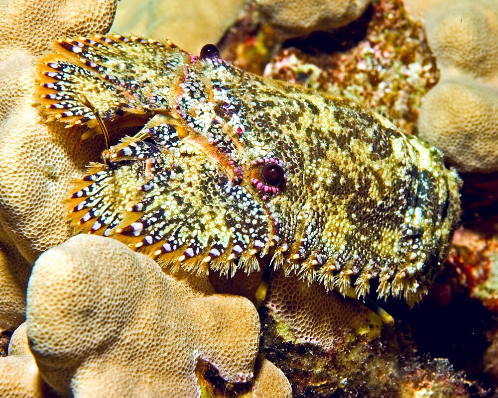 La cigale de mer savate Parribacus antarcticus Crustacés Vie marine