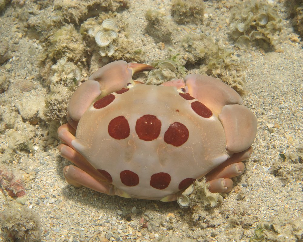 Le crabe à taches rouges (Carpilius maculatus)