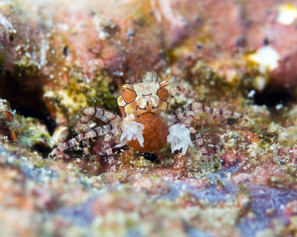 Le crabe boxeur à mosaïque (Lybia tessellata)