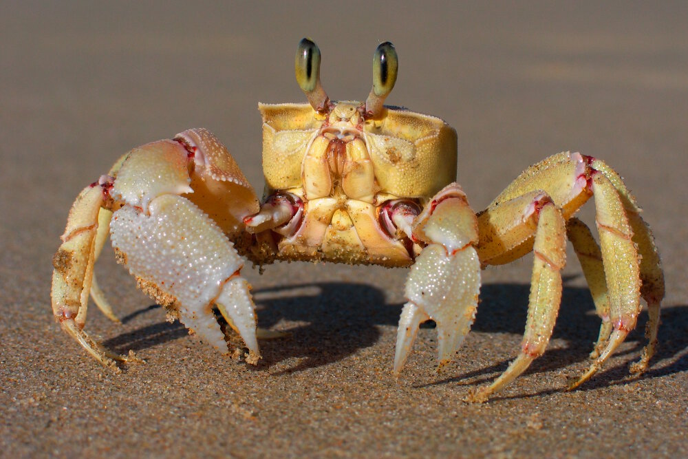 Le crabe fantôme rose (Ocypode ryderi)