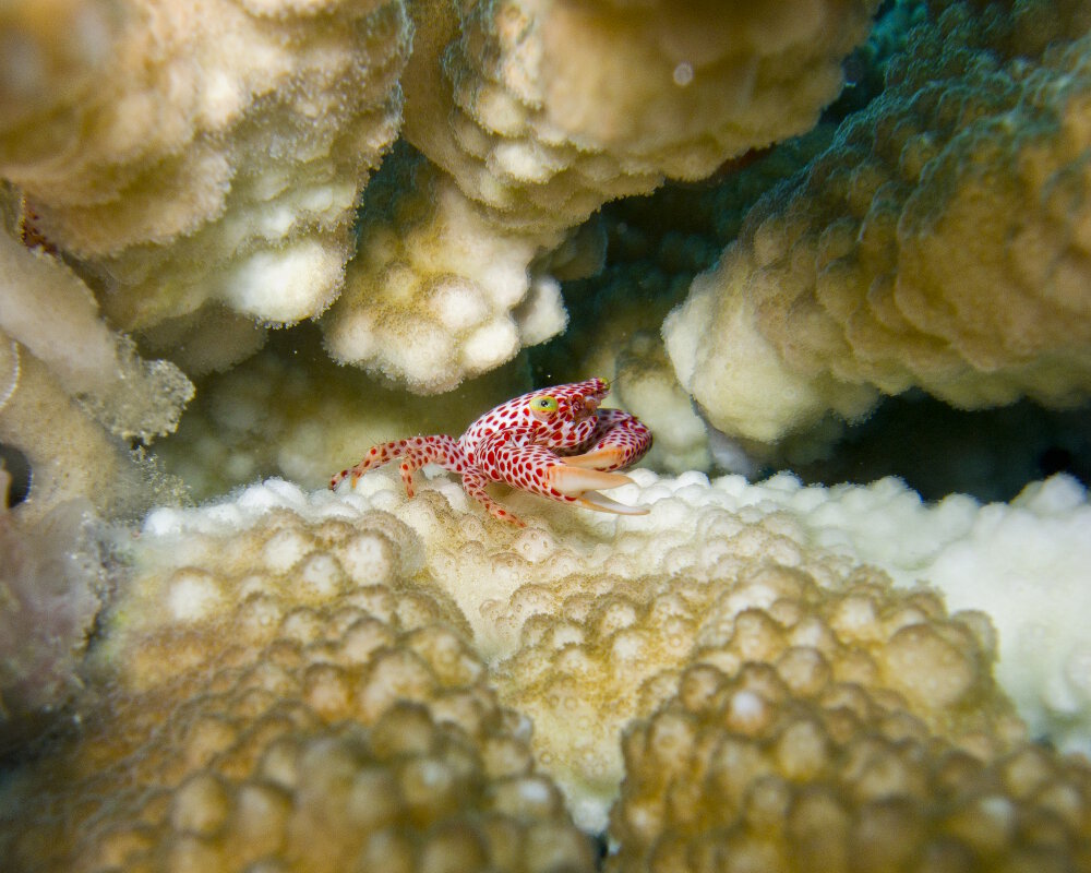 Le crabe gardien des coraux à points rouges (Trapezia tigrina)