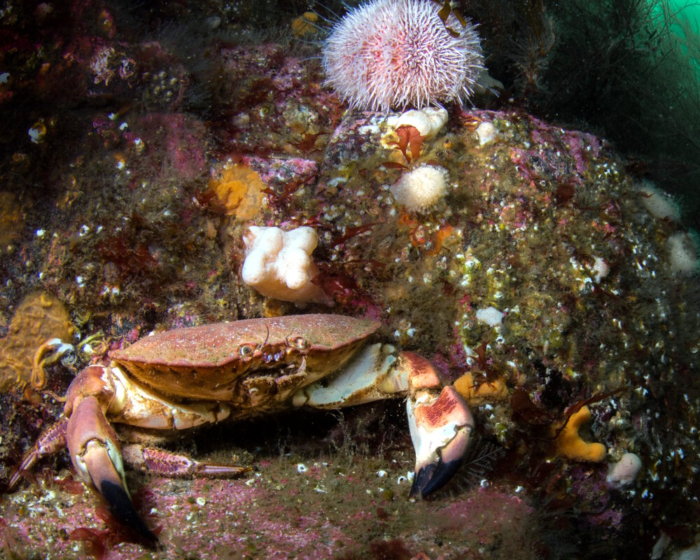 Le crabe tourteau (Cancer pagurus)