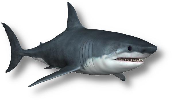 Le grand requin blanc (Carcharodon carcharias)