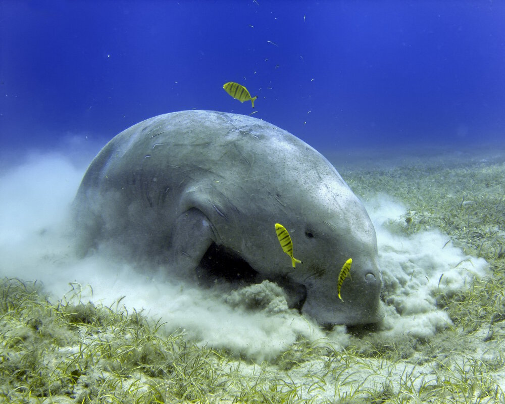 Le dugong (Dugong dugon)