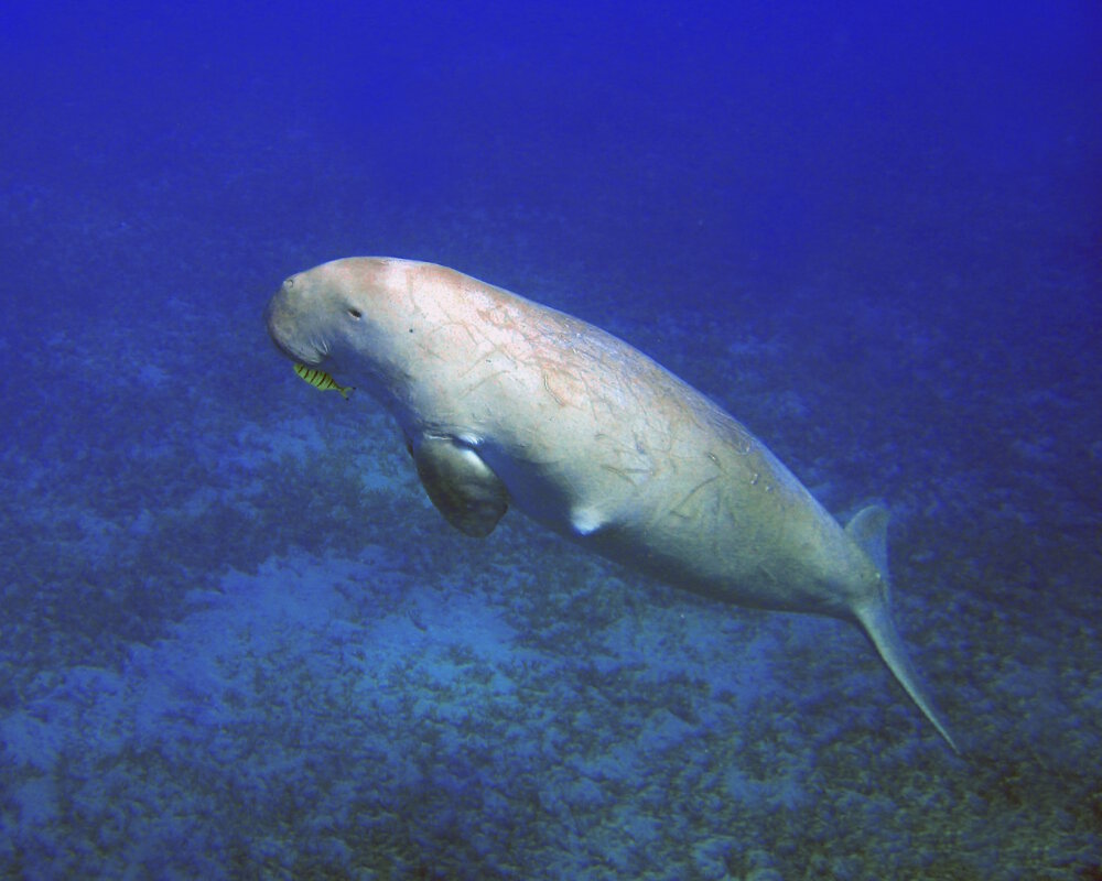 Le dugong (Dugong dugon)