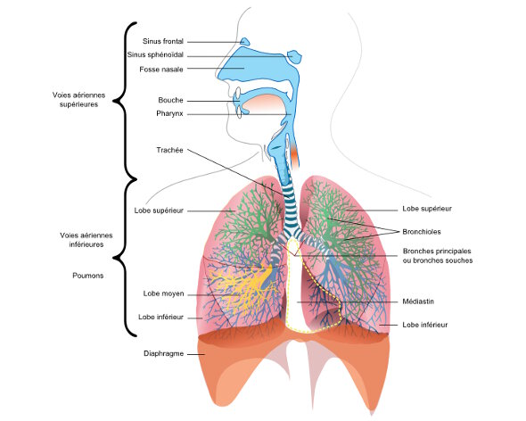 Physiologie Respiration Et Circulation; Physiologie Respiratoire ...