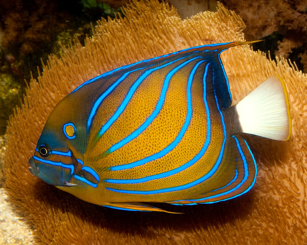 Le poisson ange annelé (Pomacanthus annularis)