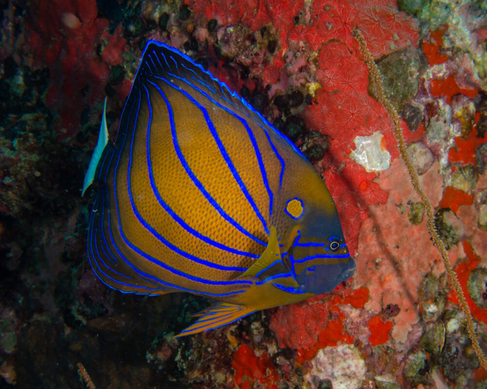 Le poisson ange annelé (Pomacanthus annularis)