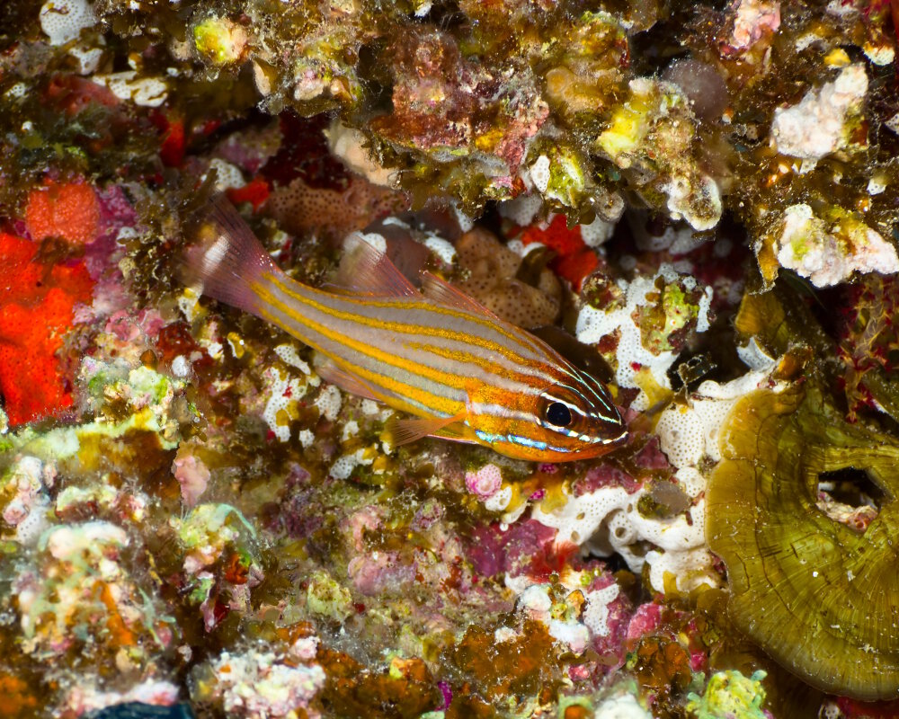 L'apogon à rayures jaunes (Ostorhinchus cyanosoma)