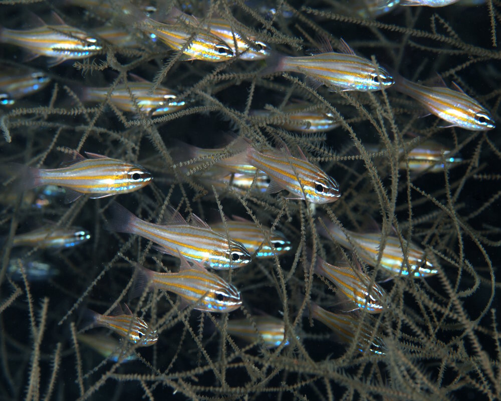 L'apogon à rayures jaunes (Ostorhinchus cyanosoma)