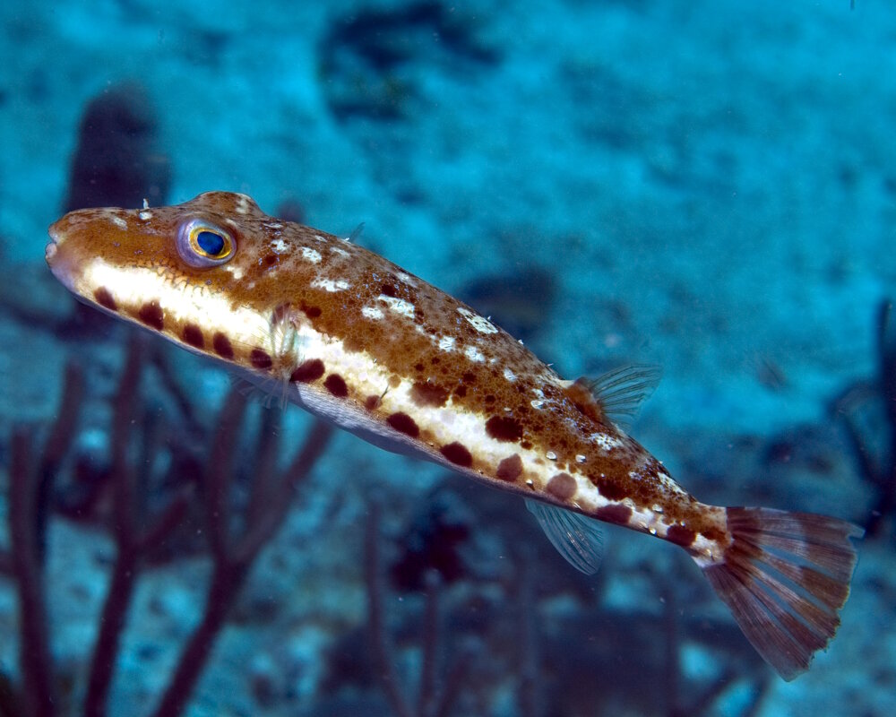 Le poisson ballon à collier est un poisson de taille modeste avec une longueur moyenne d'une dizaine de centimètres environ. Son corps de forme trapue présente d'une part, une face ventrale blanchâtre et d'autre part, une face dorsale sombre de couleur verdâtre à brunâtre mouchetée de tâches plus sombres voire blanchâtres, le tout délimité par une ligne blanchâtre superposée à une ligne de gros pois sombres, toutes deux situées sur ses flancs.