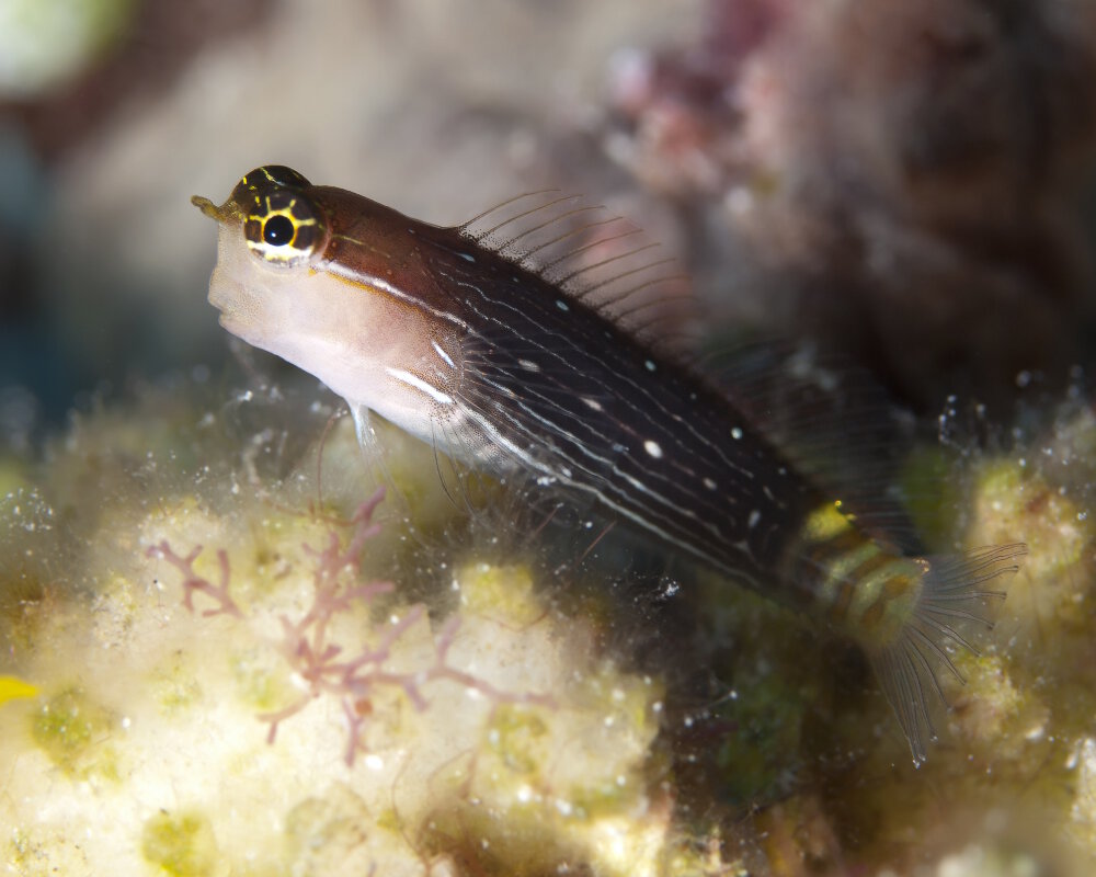 La blennie peinte (Ecsenius pictus)