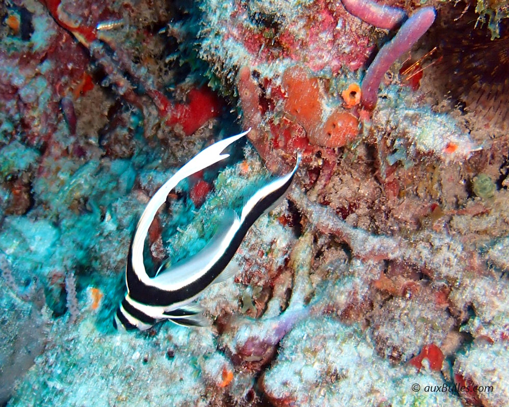 Le chevalier ponctué juvénile (Equetus punctatus)