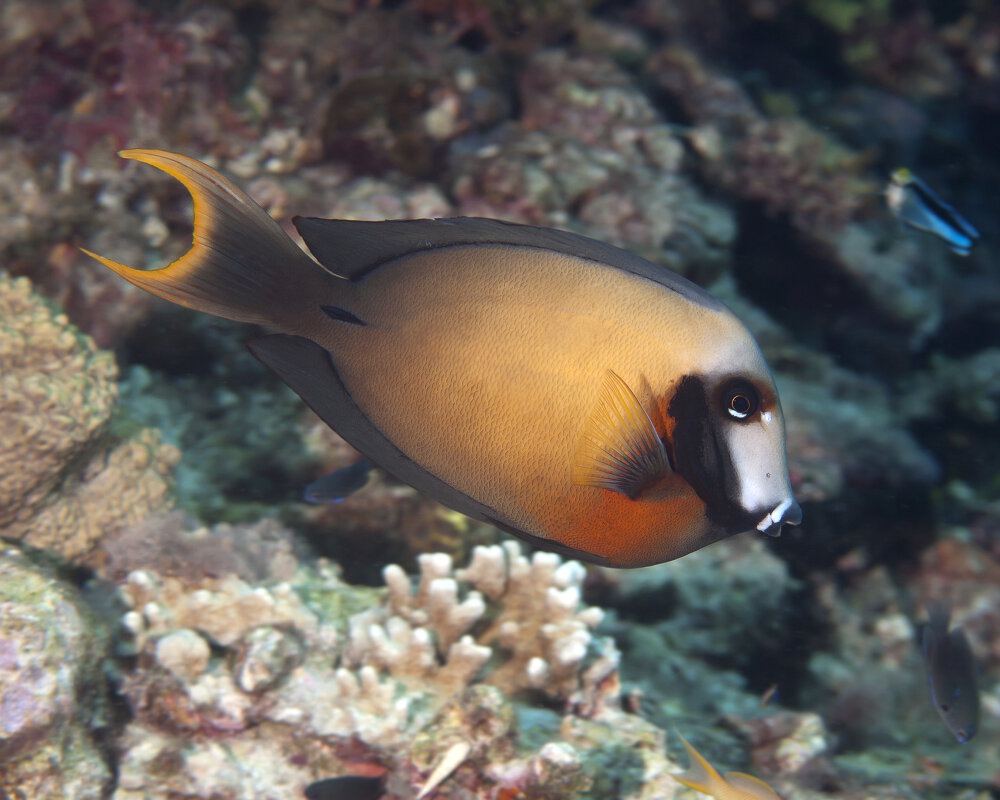 Le poisson chirurgien à point noir (Acanthurus bariene)