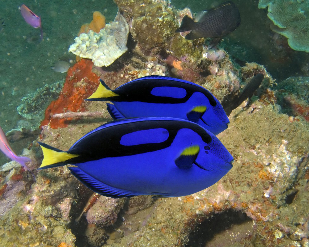 Le poisson chirurgien bleu à palette ou Dory (Paracanthurus hepatus)