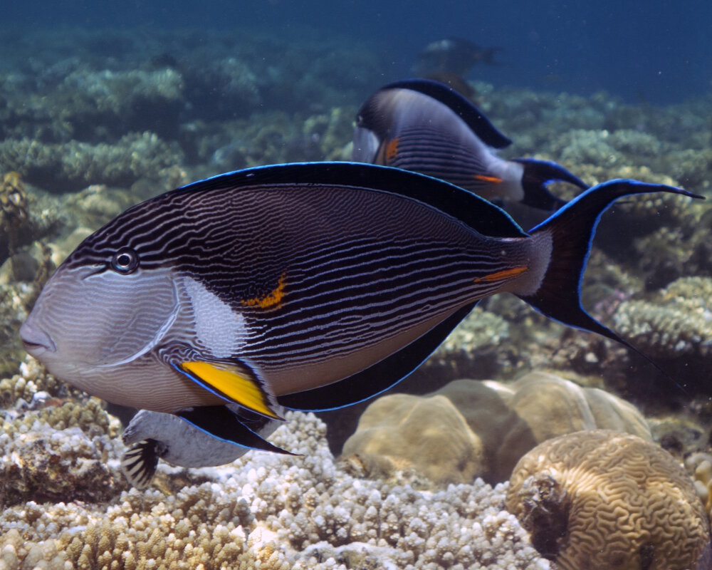 Le poisson chirurgien zébré (Acanthurus sohal)