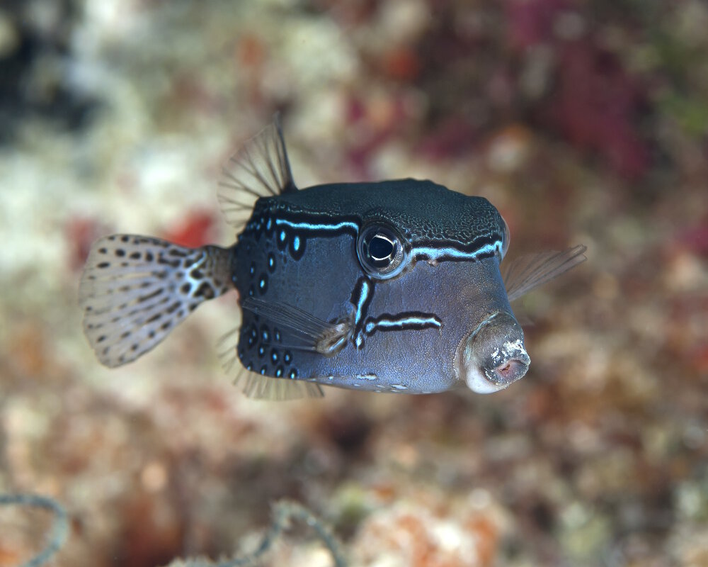 Le poisson coffre réticulé (Ostracion solorensis)