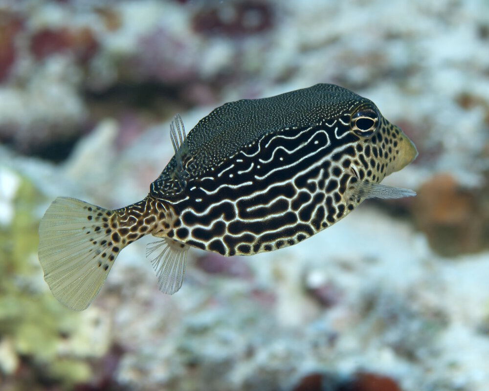 Le poisson coffre réticulé (Ostracion solorensis)