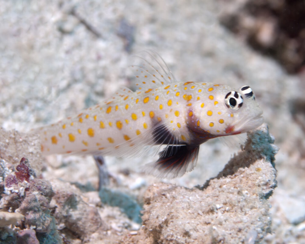 Le gobie grimé (Amblyeleotris guttata)