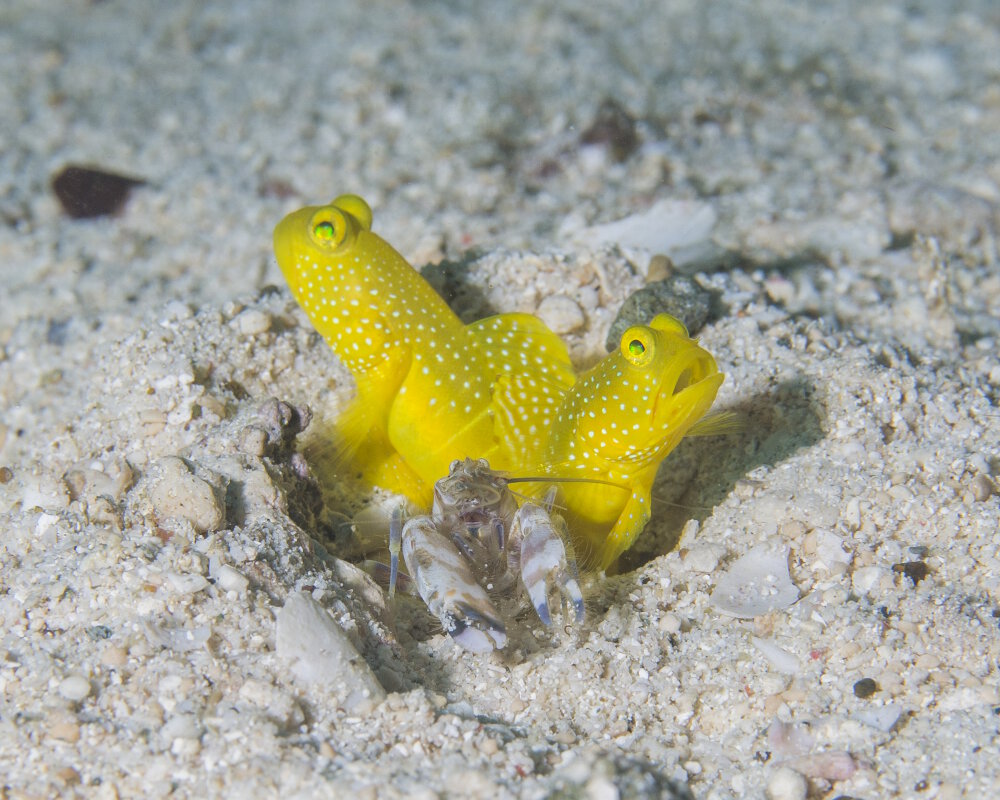 Le gobie soufre (Cryptocentrus cinctus)