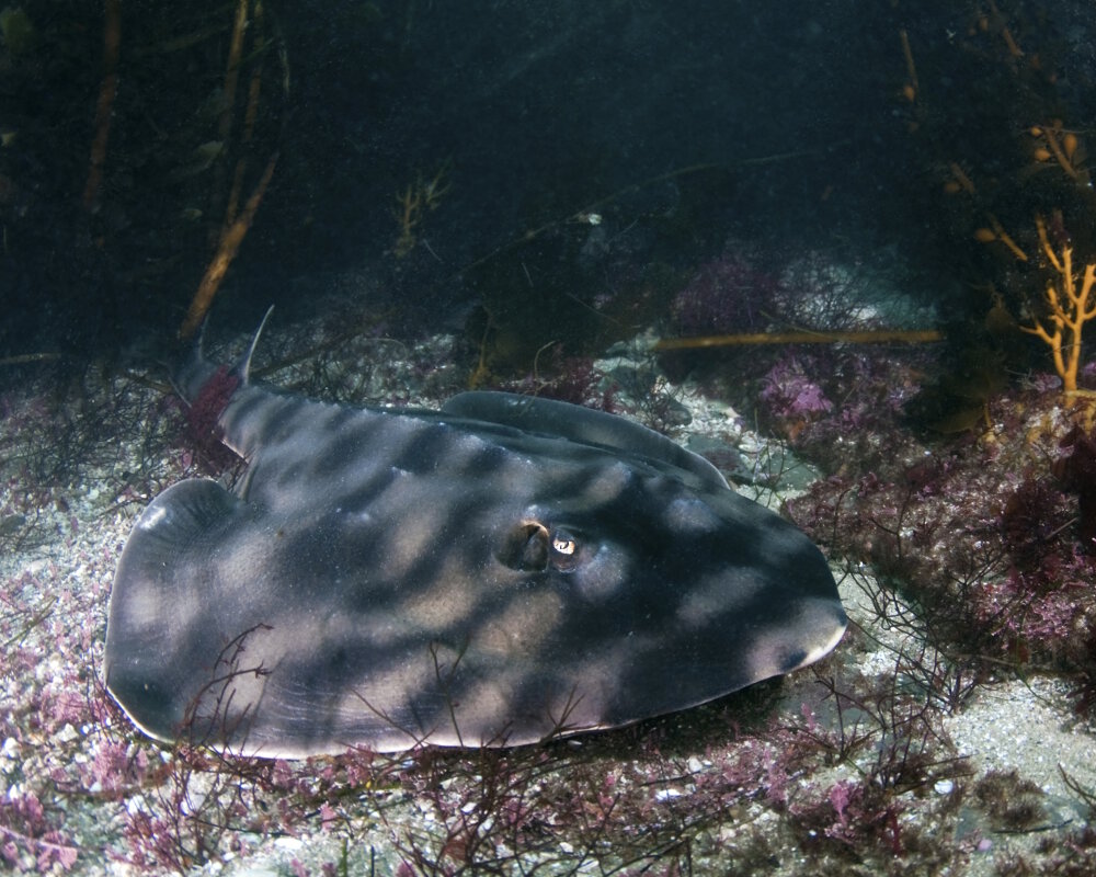 Découvrez le poisson guitare rayé, un poisson benthique de l'est du Pacifique aux formes caractéristiques et au camouflage unique, vivant sur des fonds sableux et rocheux.