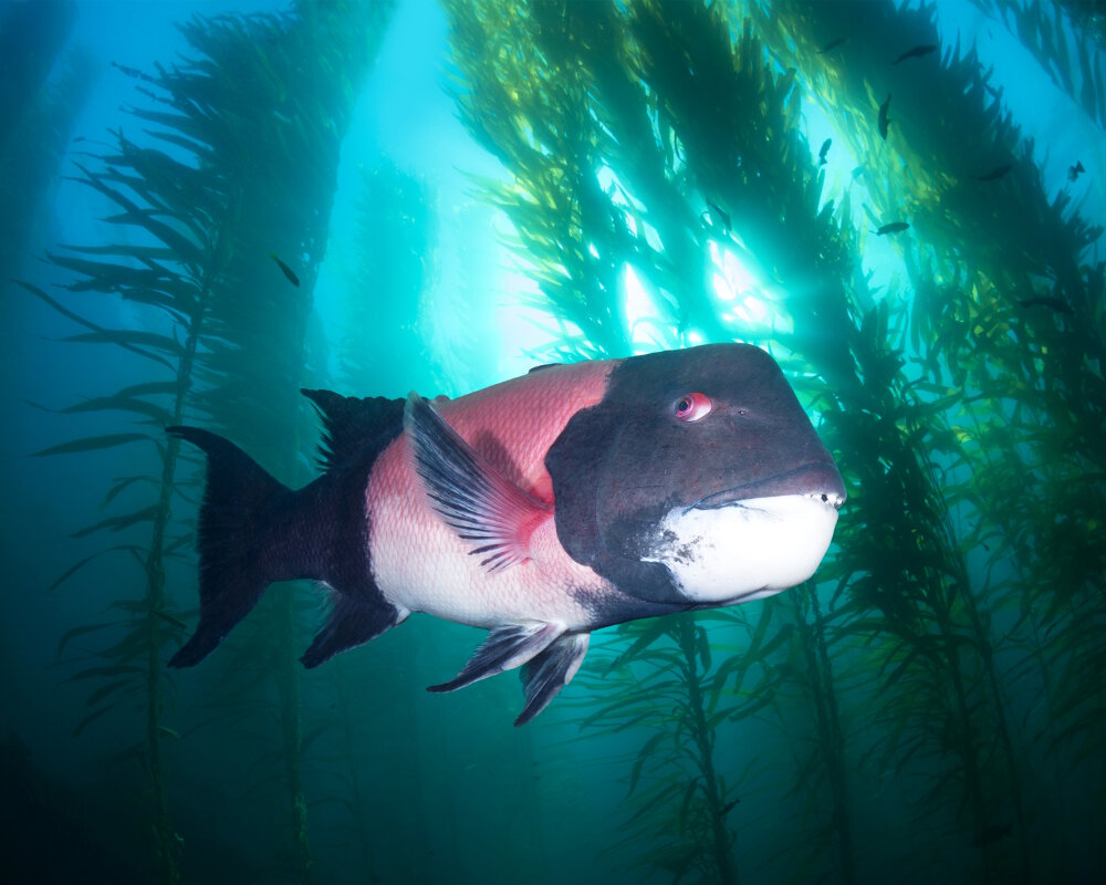 Découvrez le labre californien, un poisson emblématique du Pacifique oriental. Morphologie, habitat, alimentation, rôle écologique et étonnante capacité à changer de sexe.