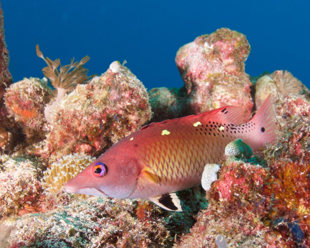 Le labre de Diane du Pacifique (Bodianus dictynna)