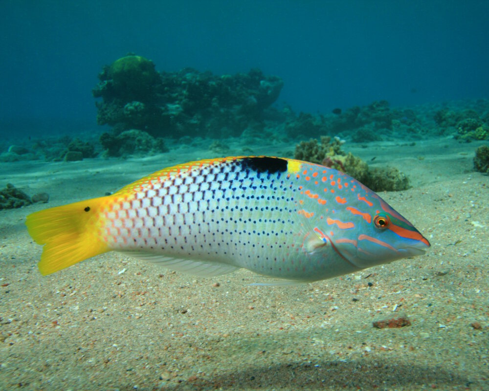 Le labre échiquier (Halichoeres hortulanus)