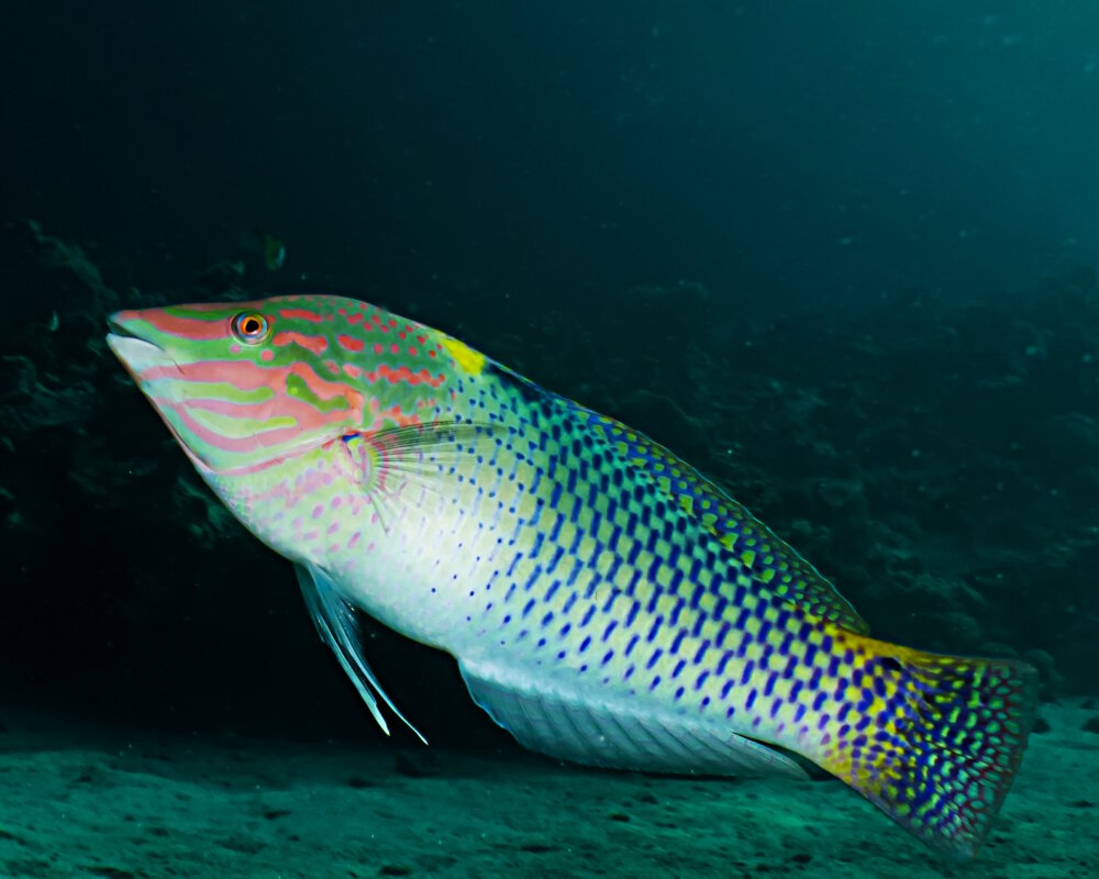 Le labre échiquier (Halichoeres hortulanus)