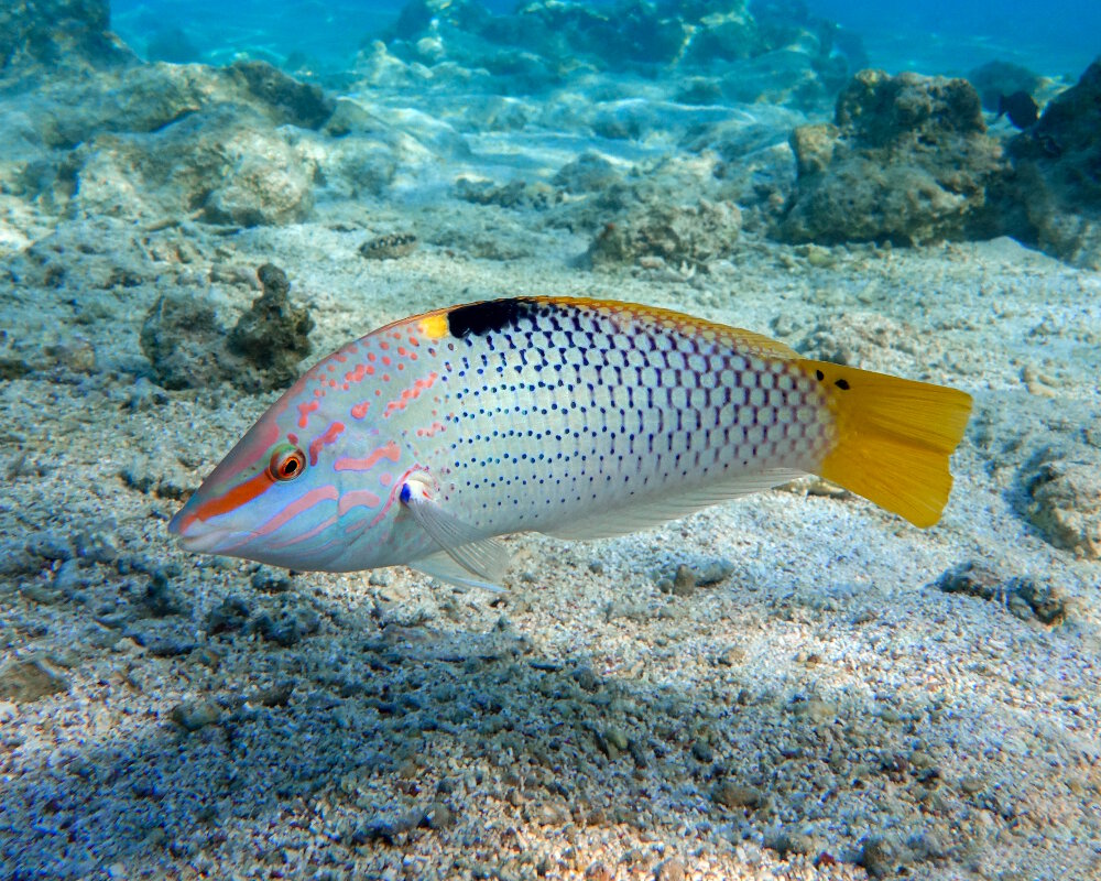 Le labre échiquier (Halichoeres hortulanus)