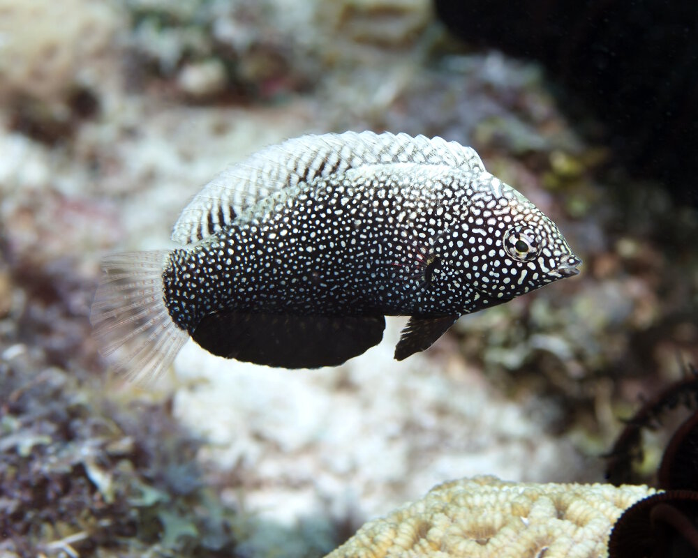 Le labre léopard noir (Macropharyngodon negrosensis)