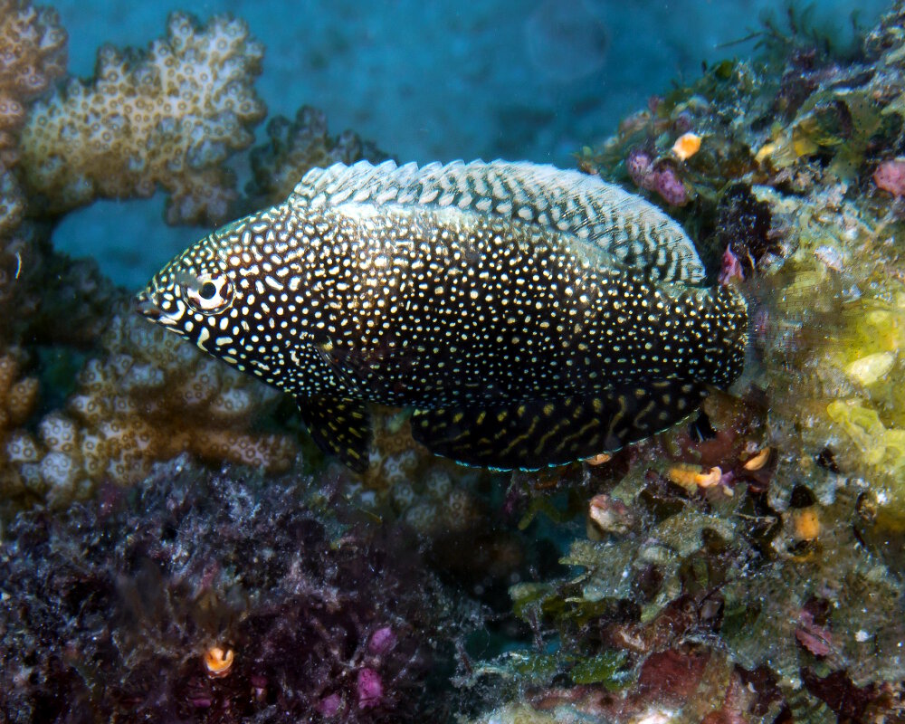 Le labre léopard noir (Macropharyngodon negrosensis)