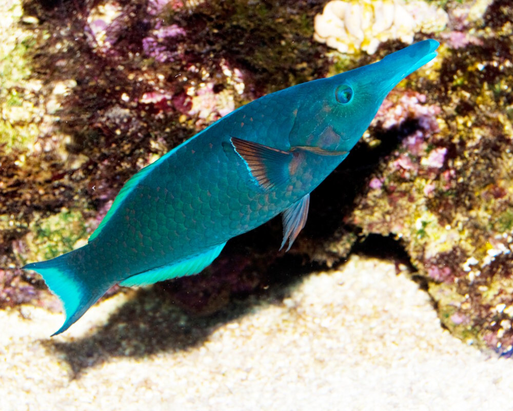 Le labre oiseau (Gomphosus varius)