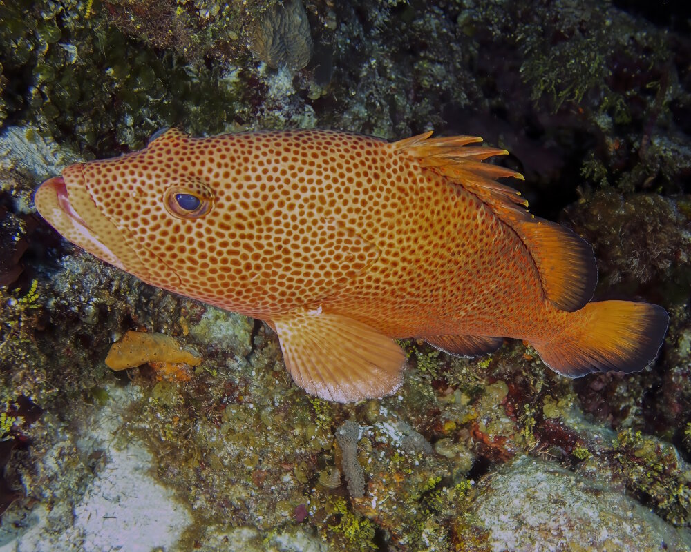 Le mérou couronné (Epinephelus guttatus)