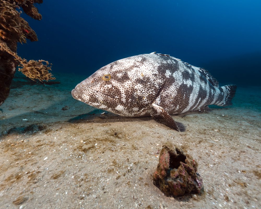 Le mérou malabar (Epinephelus malabaricus)