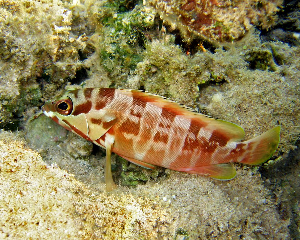 Le mérou oriflamme (Epinephelus fasciatus)