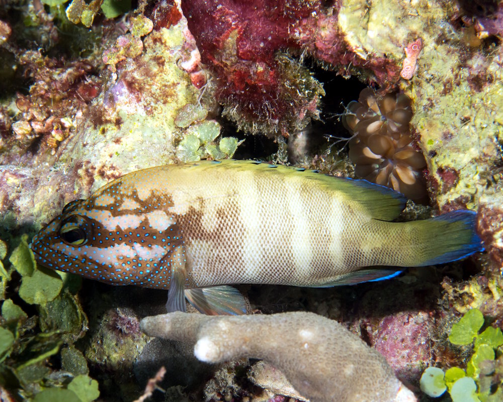 Le mérou oriflamme (Epinephelus fasciatus)