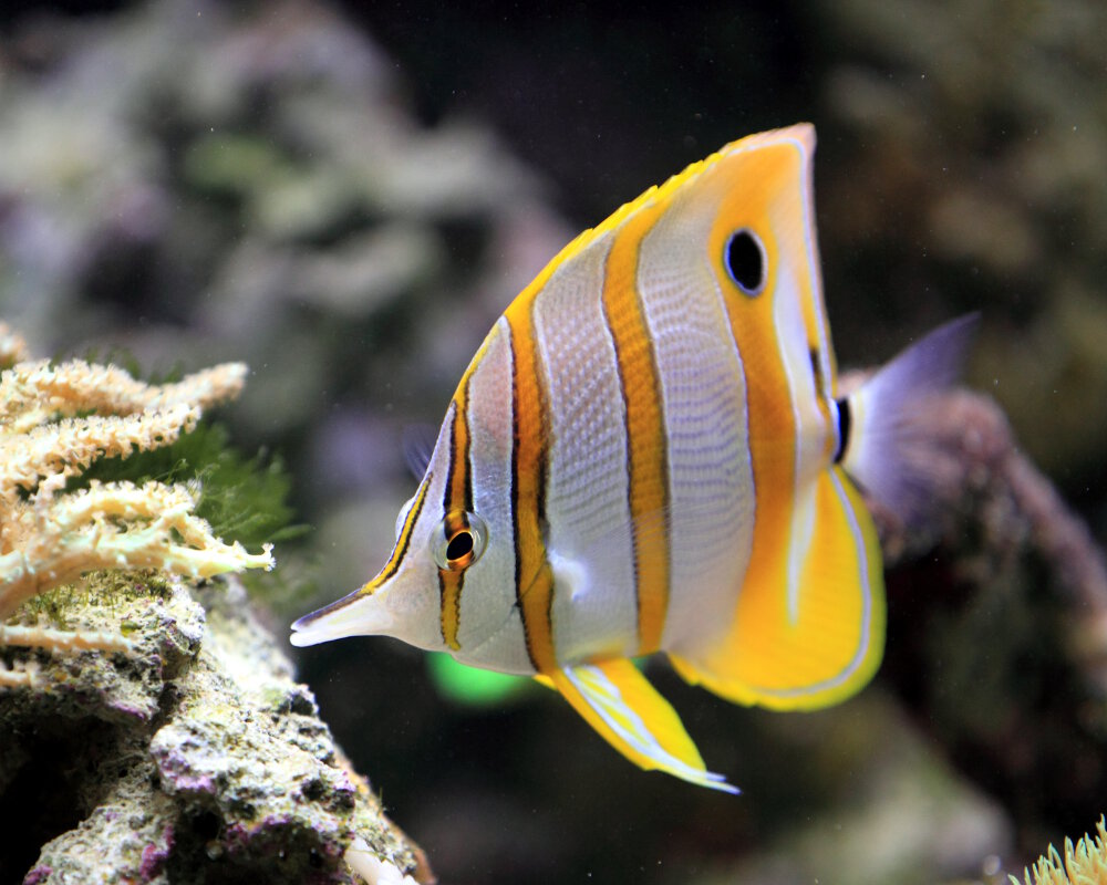 Le poisson papillon à bandes cuivrées (Chelmon rostratus)