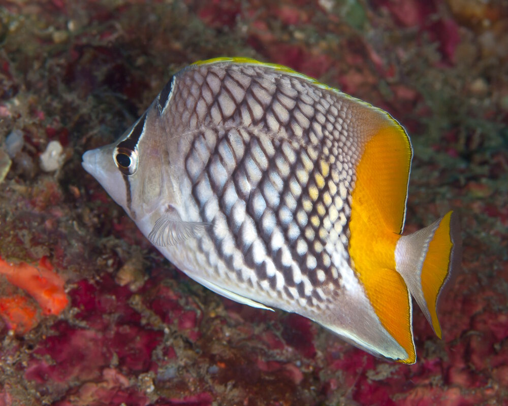 Le poisson papillon à écailles perlées (Chaetodon xanthurus)