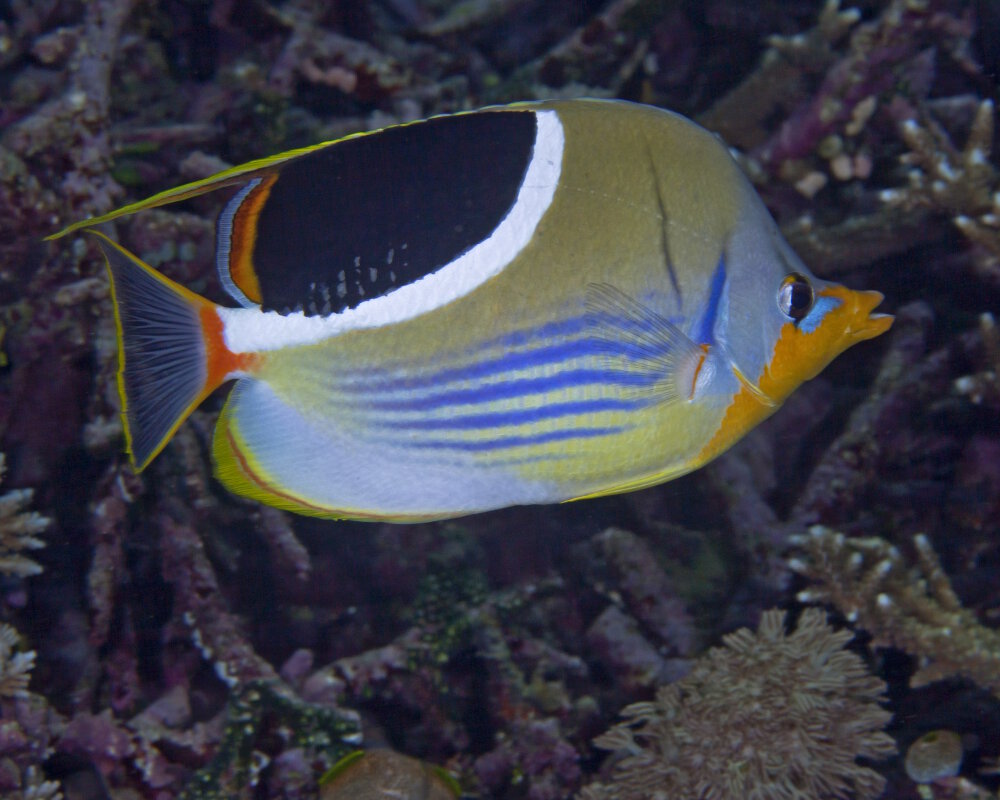 Le poisson papillon à selle noire (Chaetodon ephippium)