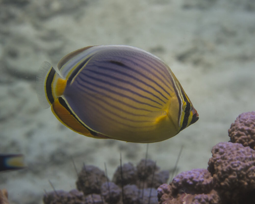 Le poisson papillon à trois bandes (Chaetodon trifasciatus)