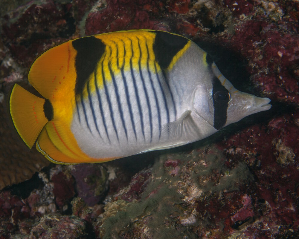 Le poisson papillon faucille (Chaetodon falcula)