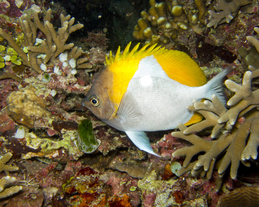 Le poisson papillon pyramide jaune (Hemitaurichthys polylepis)