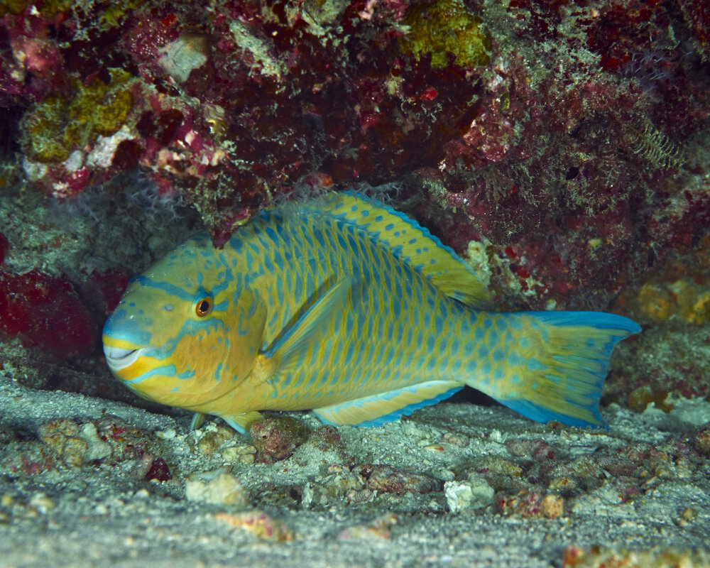 Le poisson perroquet barbe bleue (Scarus ghobban)