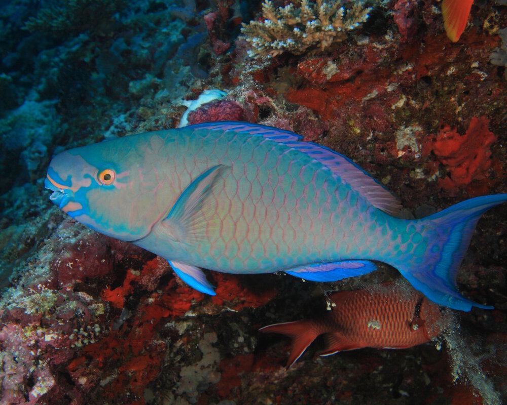 Le poisson perroquet bicolore (Scarus rubroviolaceus)