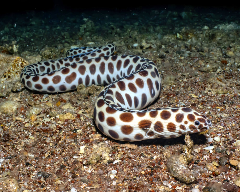 La serpentine maculée (Myrichthys maculosus)