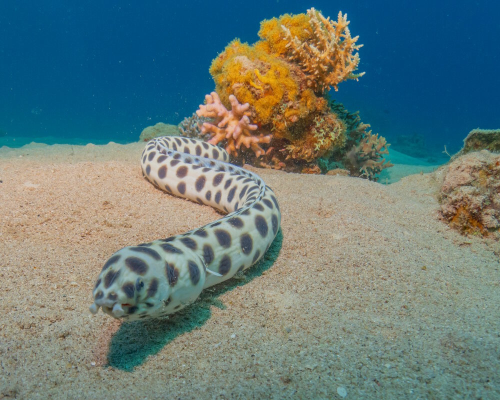 La serpentine maculée (Myrichthys maculosus)